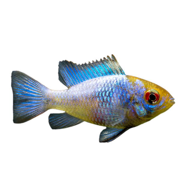 Imagem do peixe Ramirezi